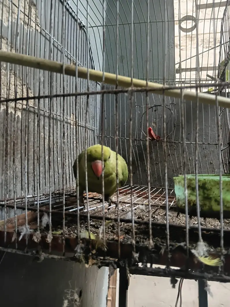 I'm selling a parrot male my WhatsApp number 03160010796 — photo 3