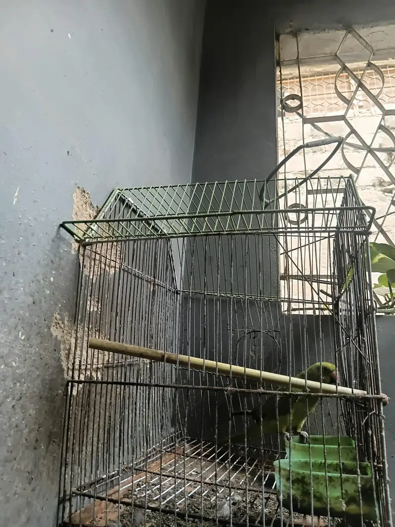 I'm selling a parrot male my WhatsApp number 03160010796 — photo 4
