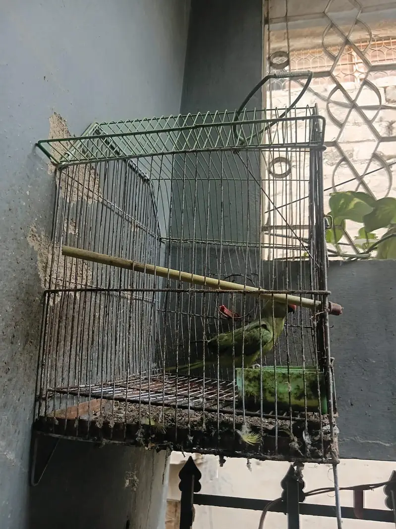 I'm selling a parrot male my WhatsApp number 03160010796 — photo 5