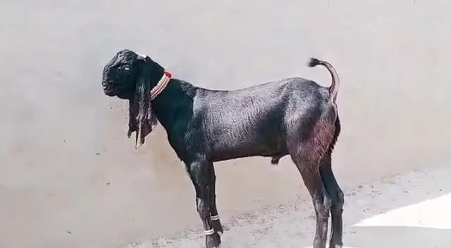 desi Bakra for sale_ call ,03266651905 — photo 2