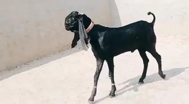desi Bakra for sale_ call ,03266651905 — photo 3