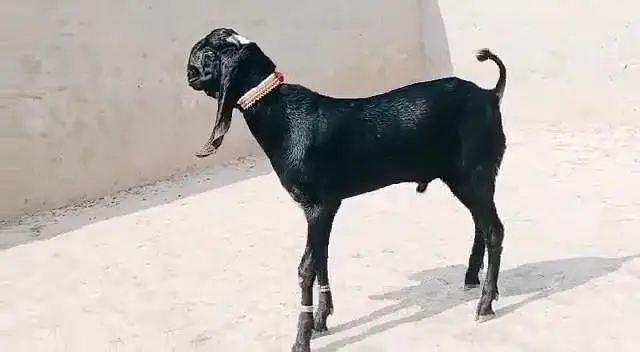 desi Bakra for sale_ call ,03266651905 — photo 4