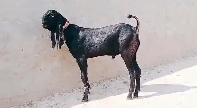 desi Bakra for sale_ call ,03266651905 — photo 5