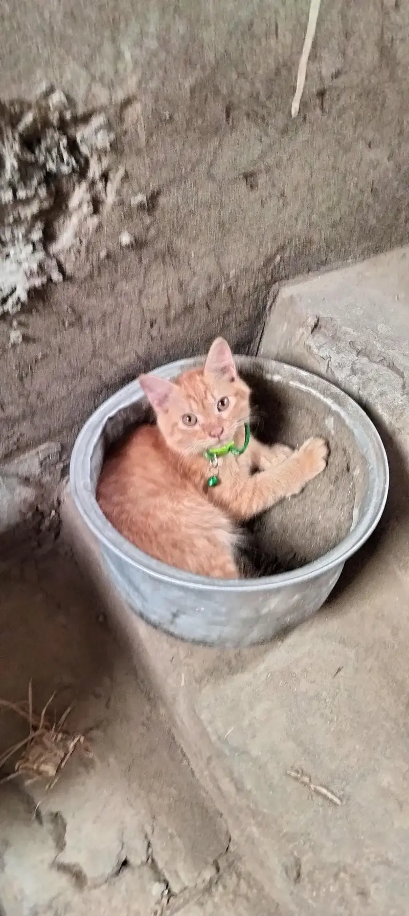 Persian Male cat — photo 2