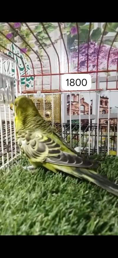 Breeder Male available