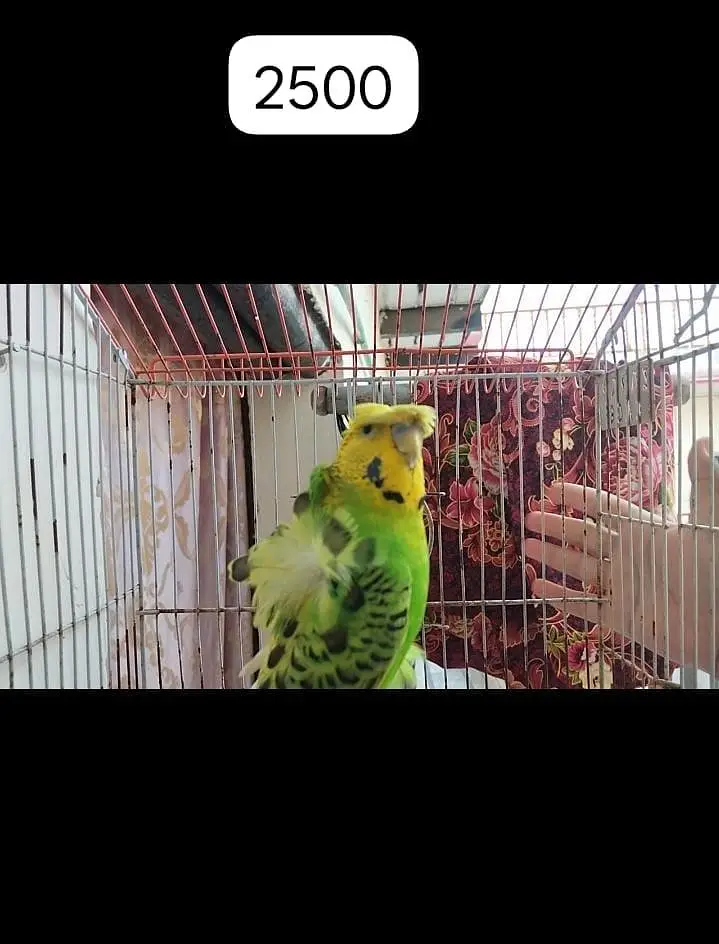 Breeder Male available — photo 3