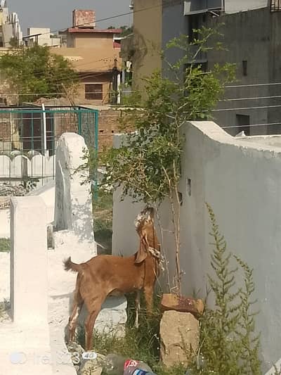 goats for sale