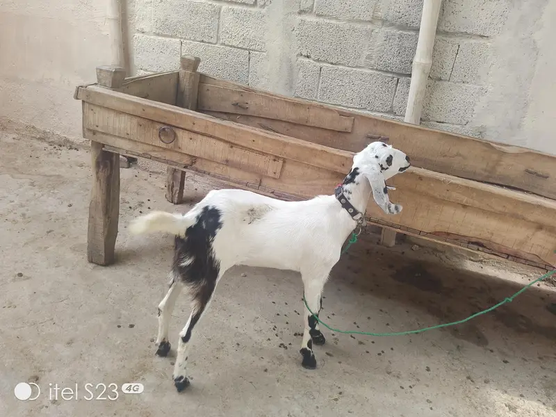 goats for sale — photo 2