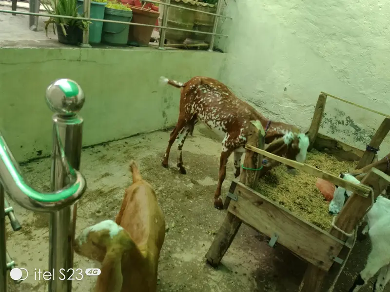 goats for sale — photo 3