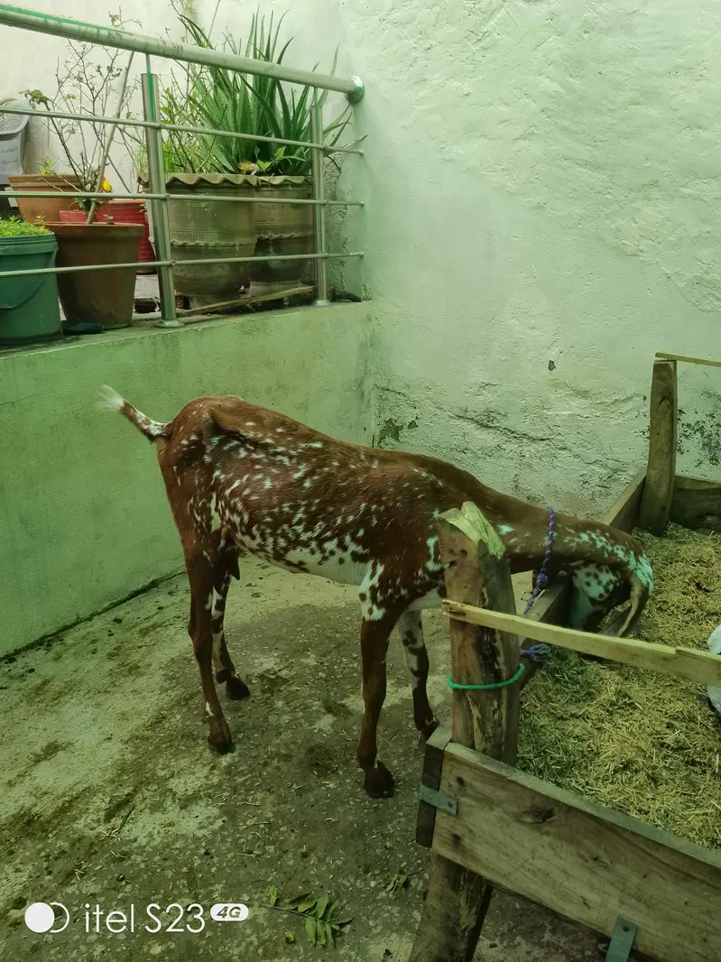 goats for sale — photo 4