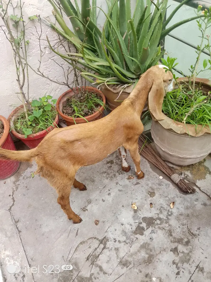 goats for sale — photo 5