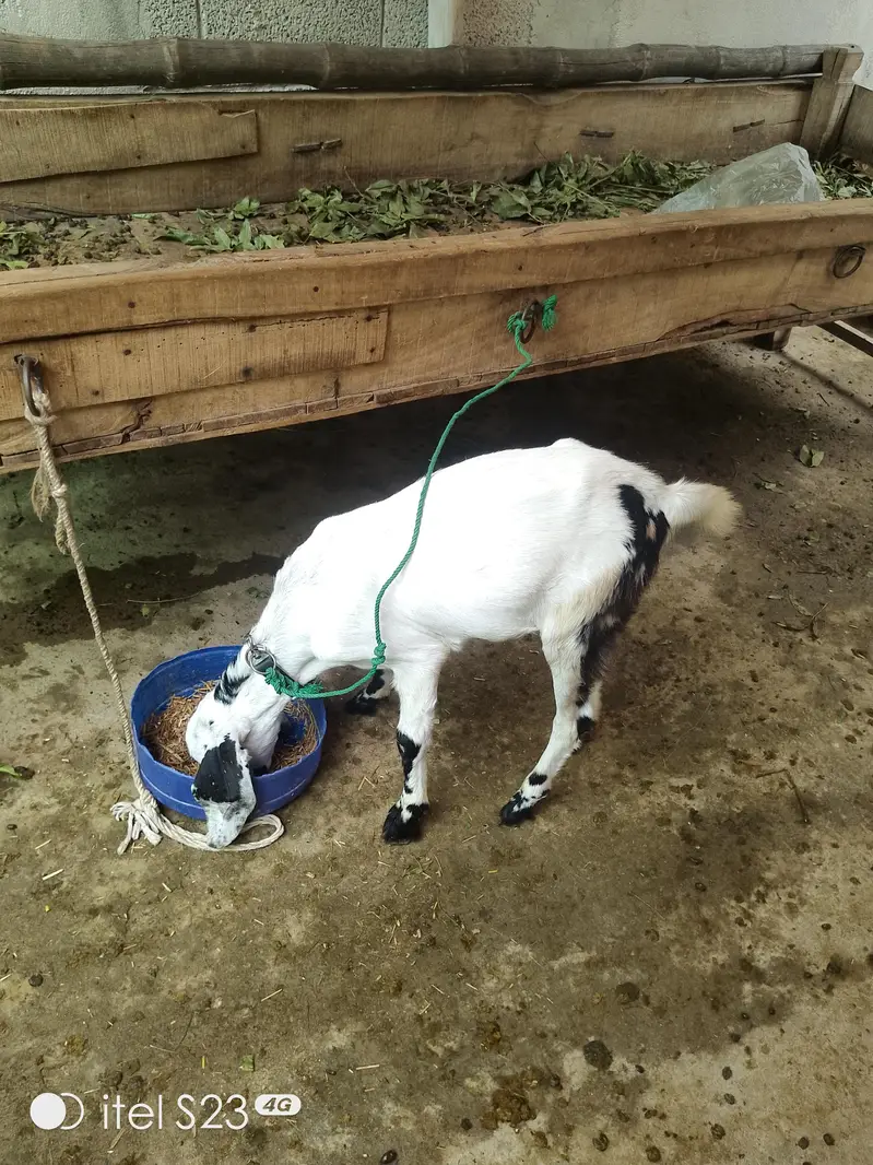 goats for sale — photo 6