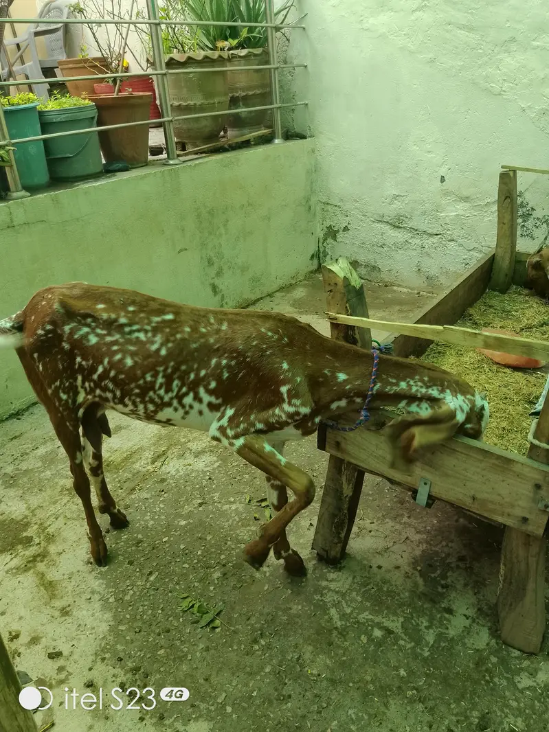 goats for sale — photo 7