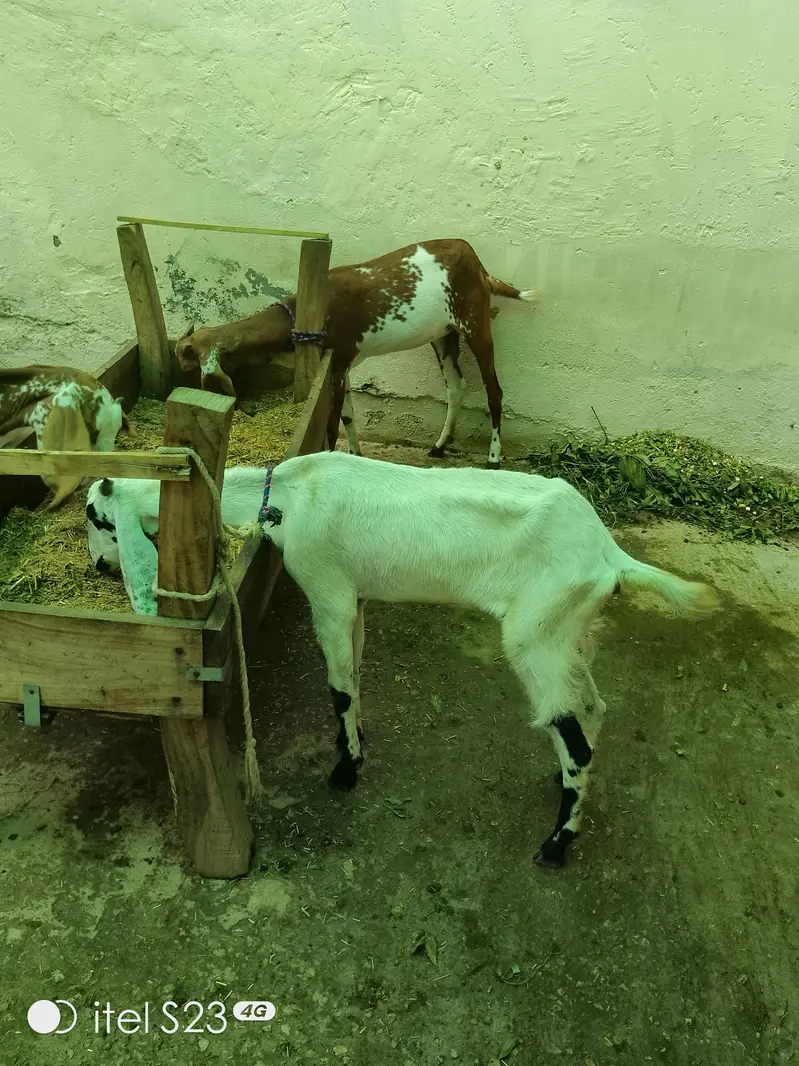 goats for sale — photo 8