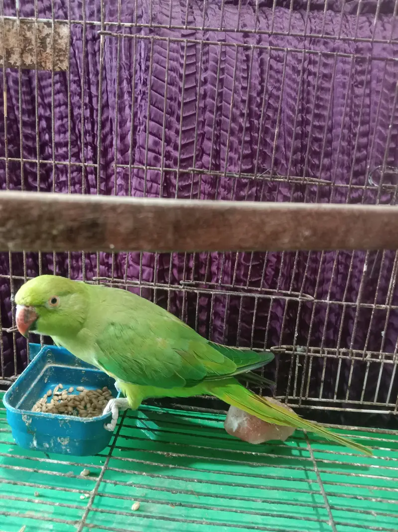 brader Female — photo 2