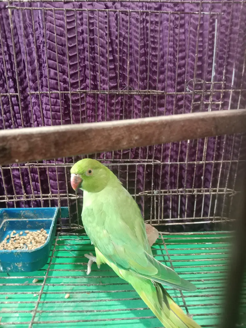 brader Female — photo 3