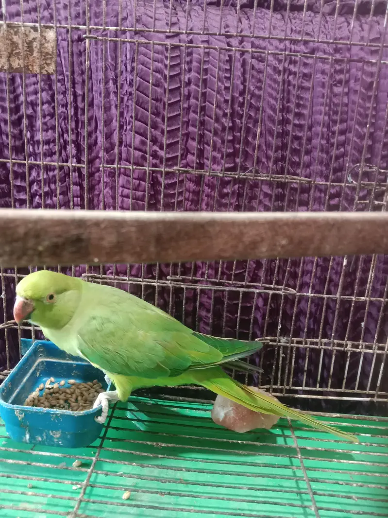 brader Female — photo 4