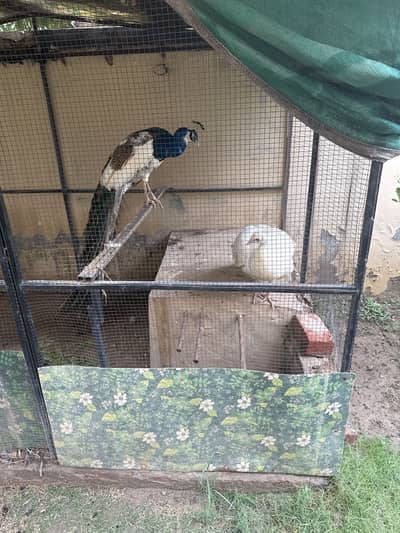 Peackocks
