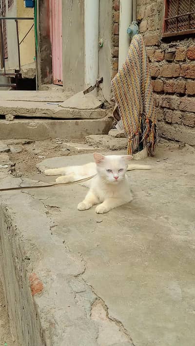 Persian cat Blue Eyes
