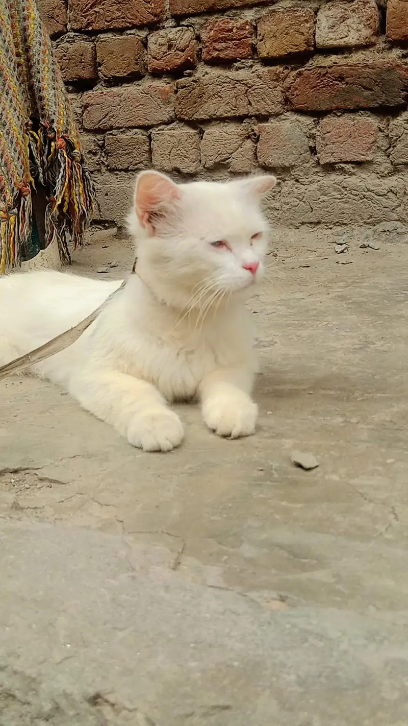 Persian cat Blue Eyes — photo 2
