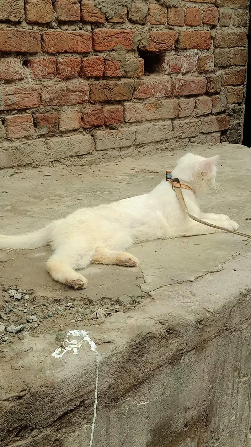Persian cat Blue Eyes — photo 3