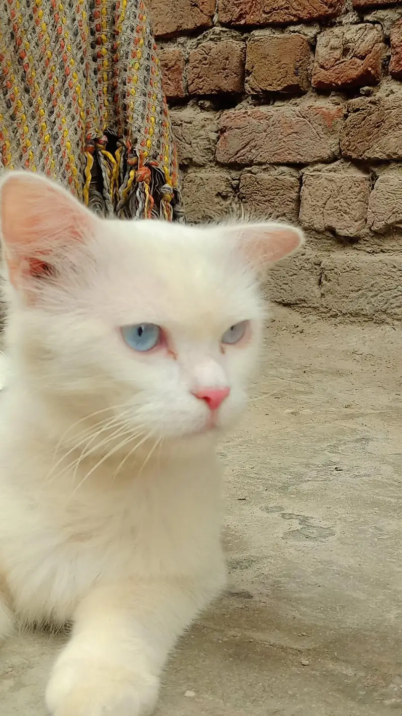 Persian cat Blue Eyes — photo 4