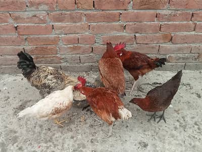 3murga 3murgi