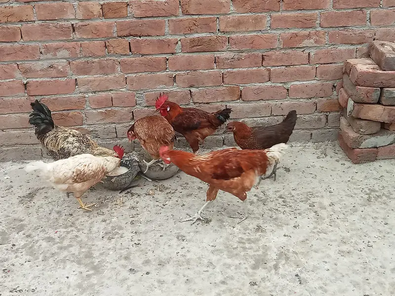 3murga 3murgi — photo 2
