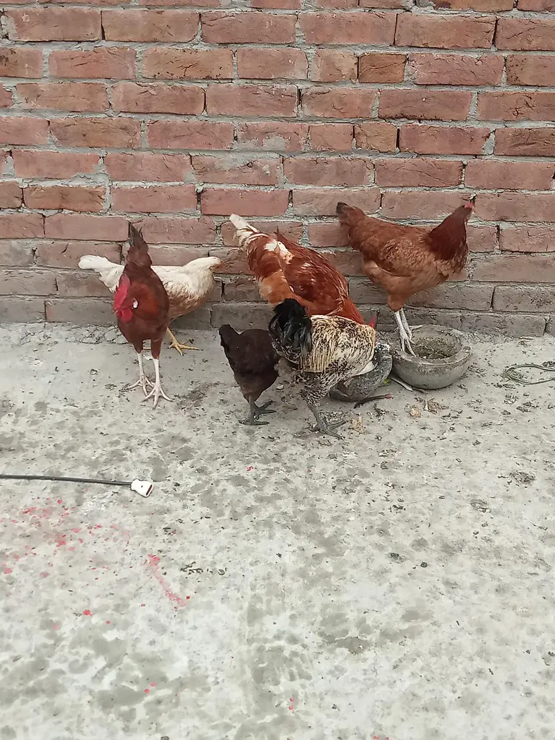 3murga 3murgi — photo 3