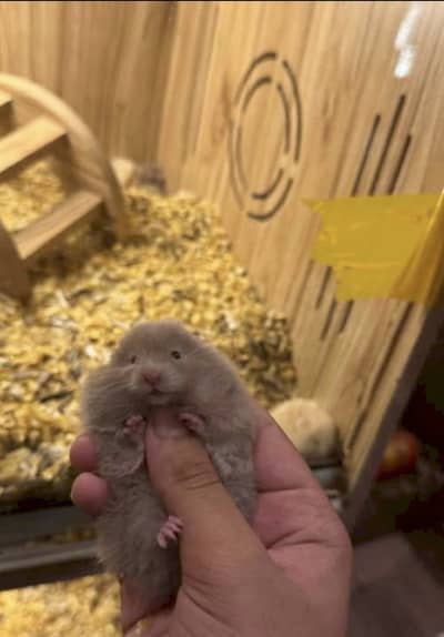 All Types Hamsters Available
