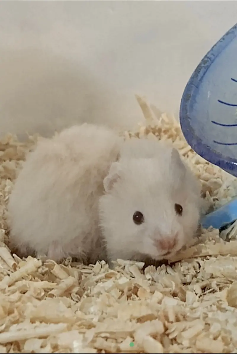 All Types Hamsters Available — photo 2