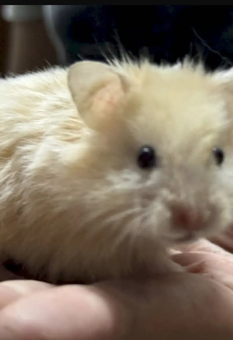 All Types Hamsters Available — photo 3