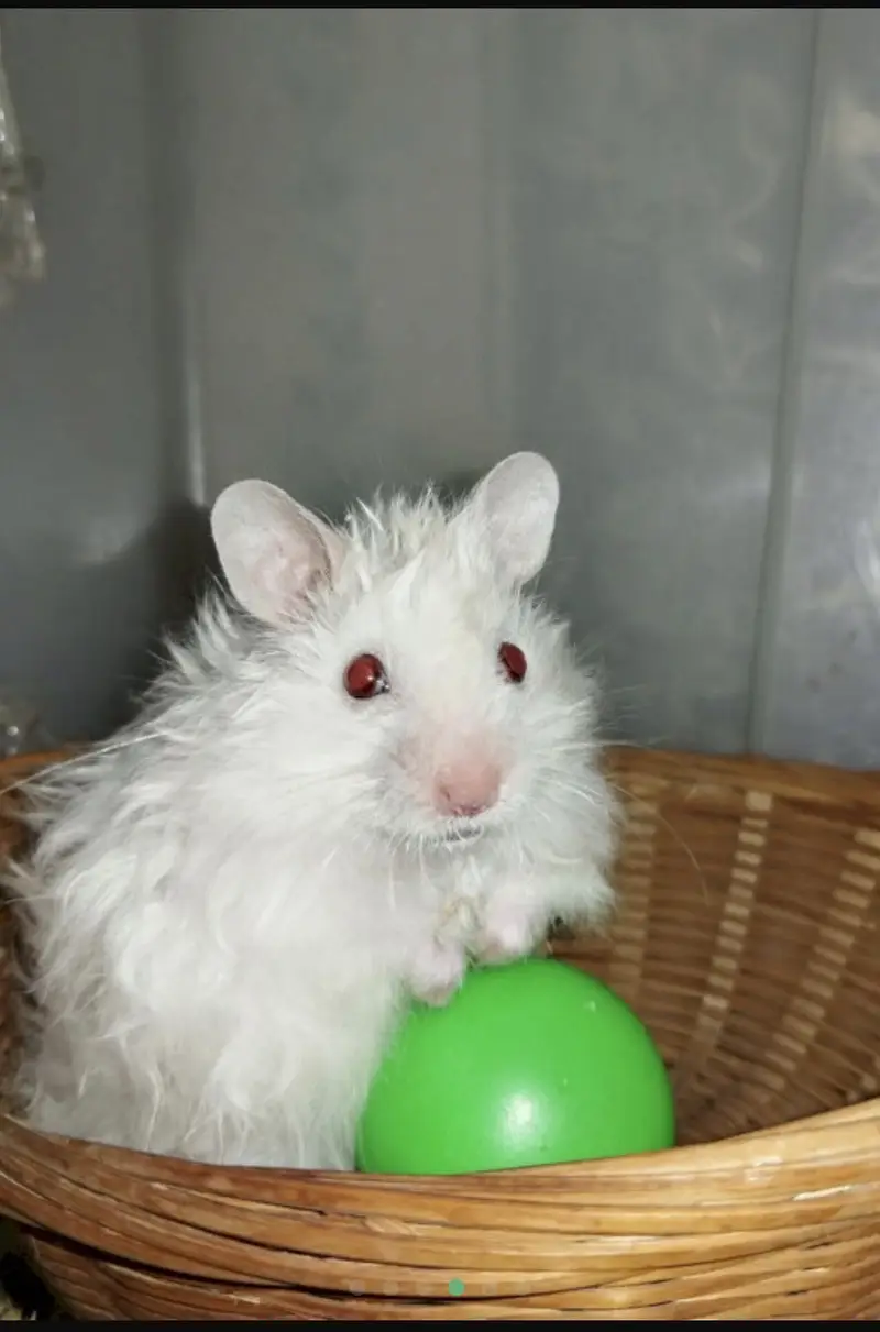 All Types Hamsters Available — photo 4