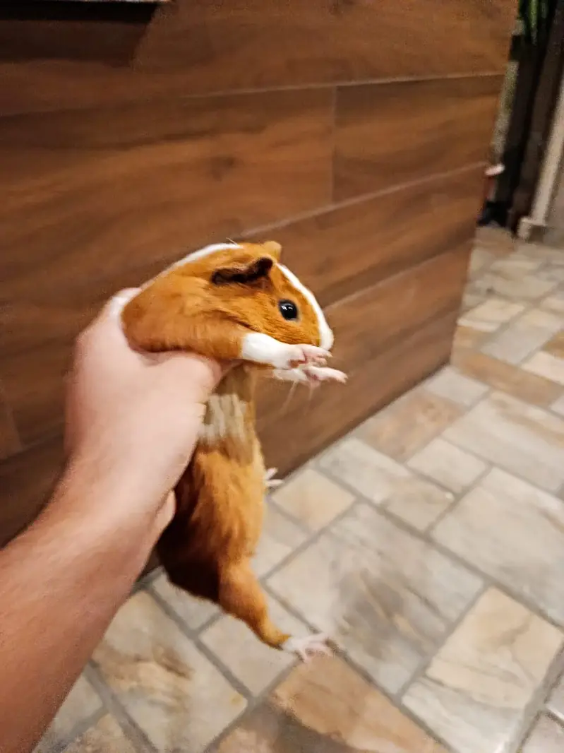 All Types Hamsters Available — photo 5