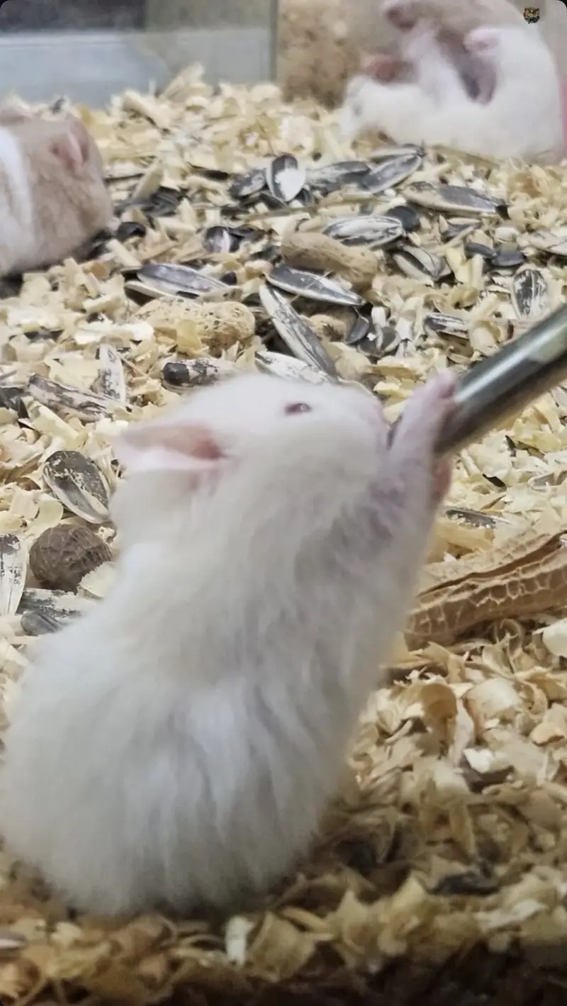 All Types Hamsters Available — photo 6