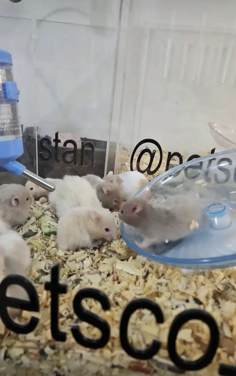 All Types Hamsters Available — photo 7