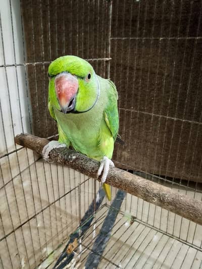 Talking Parrot – Speaks "Ammi Ammi Roti De"