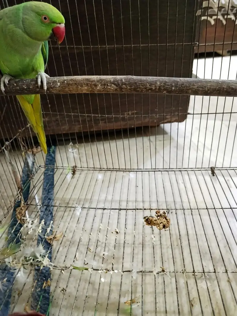 Talking Parrot – Speaks "Ammi Ammi Roti De" — photo 2
