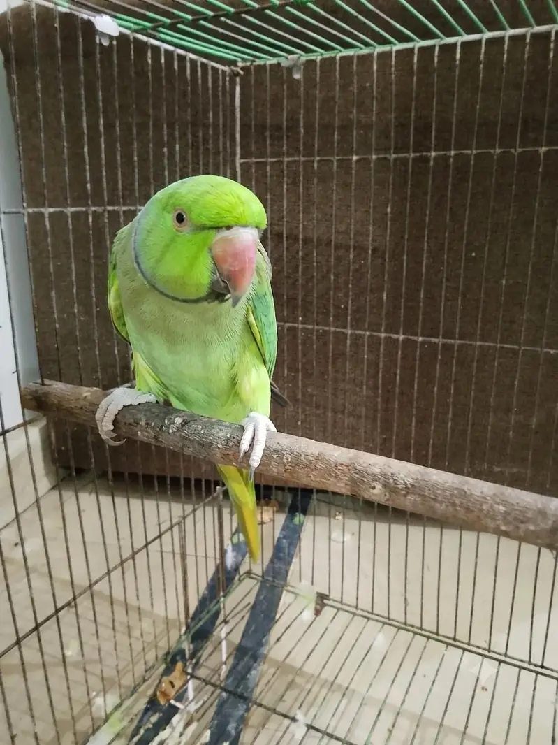 Talking Parrot – Speaks "Ammi Ammi Roti De" — photo 3