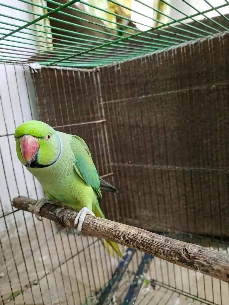 Talking Parrot – Speaks "Ammi Ammi Roti De" — photo 4