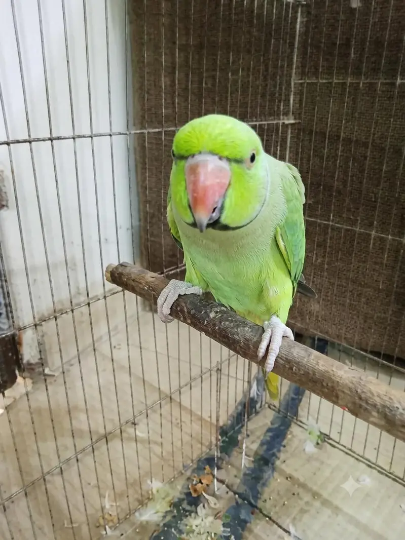 Talking Parrot – Speaks "Ammi Ammi Roti De" — photo 5