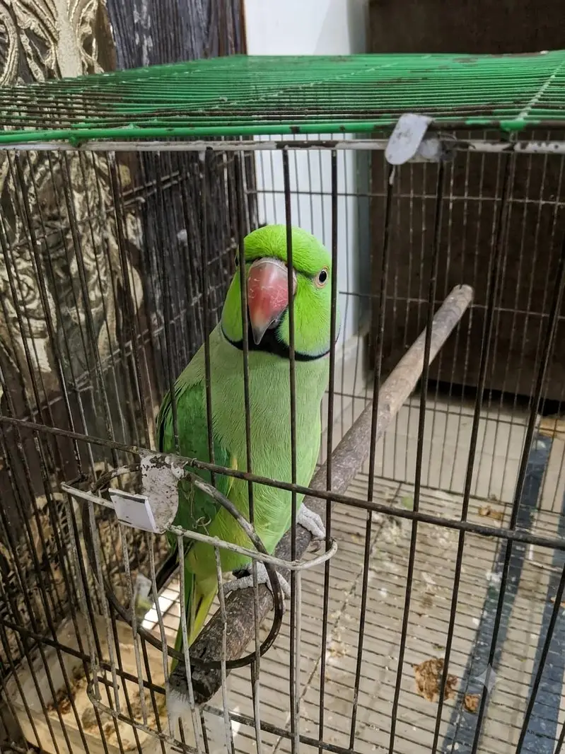 Talking Parrot – Speaks "Ammi Ammi Roti De" — photo 6