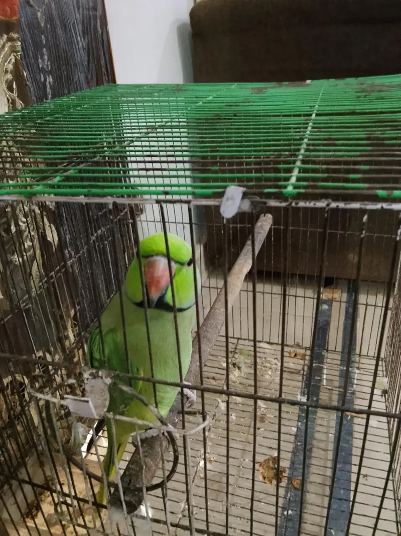 Talking Parrot – Speaks "Ammi Ammi Roti De" — photo 7