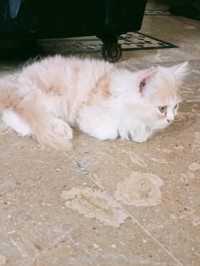 playing. and fun cats