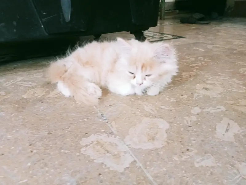 playing. and fun cats — photo 2