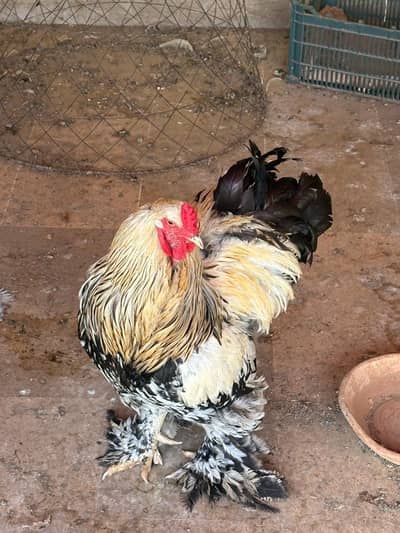 cock And hens For Sale