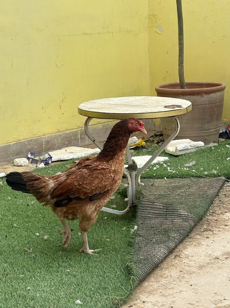 cock And hens For Sale — photo 2