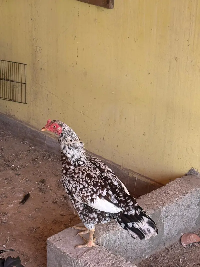 cock And hens For Sale — photo 3