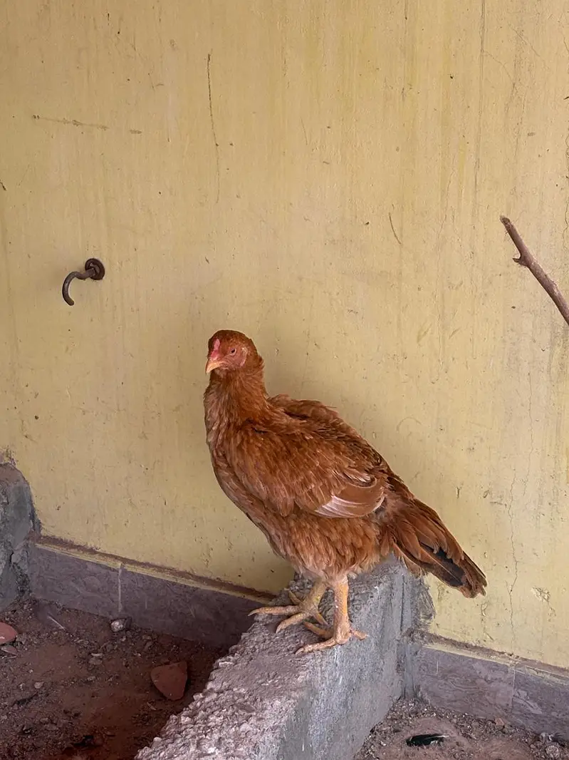 cock And hens For Sale — photo 4