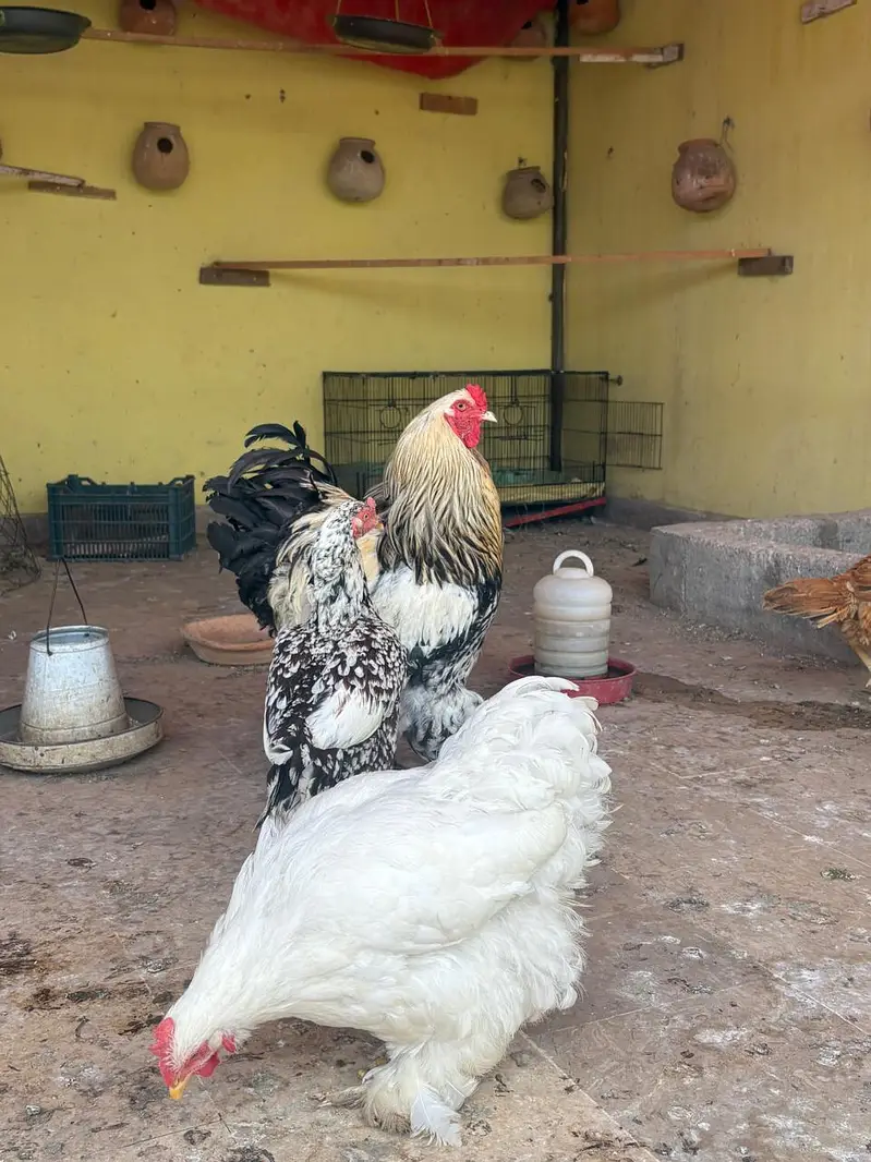 cock And hens For Sale — photo 5